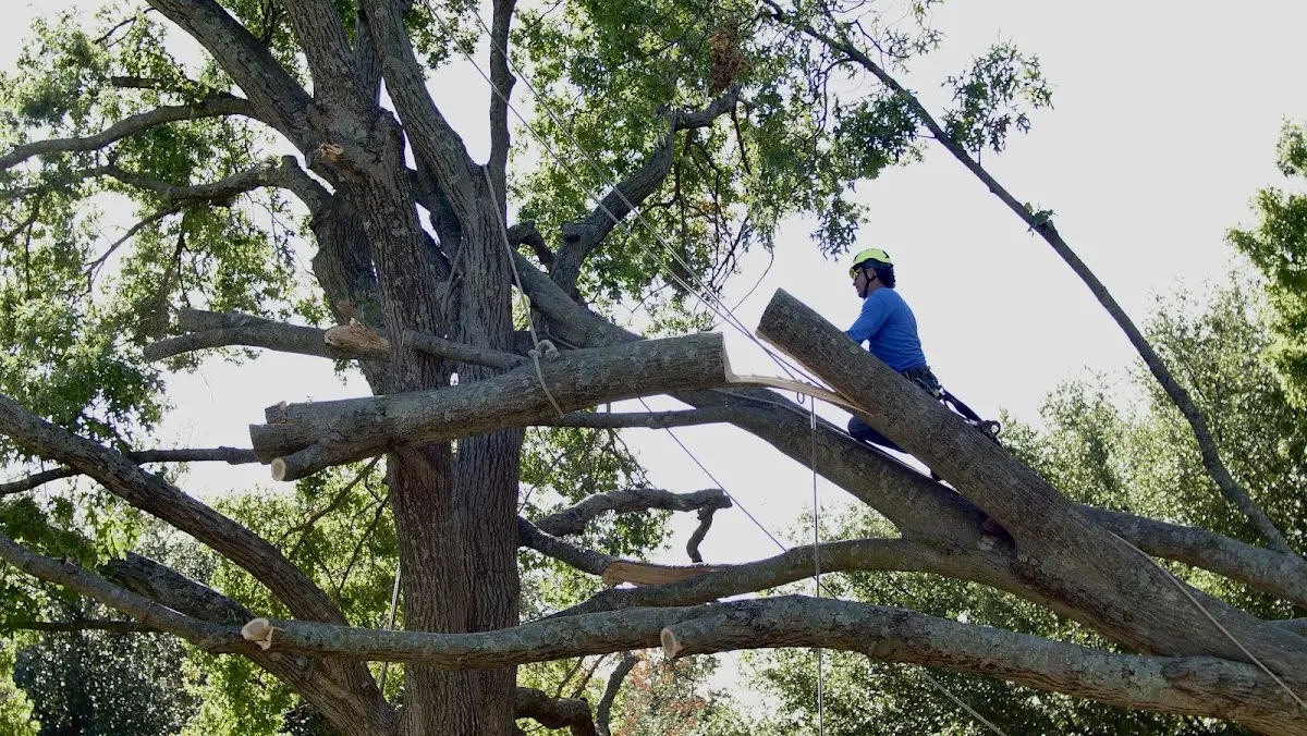 Professional Crown Thinning performed by certified arborists in Arriba